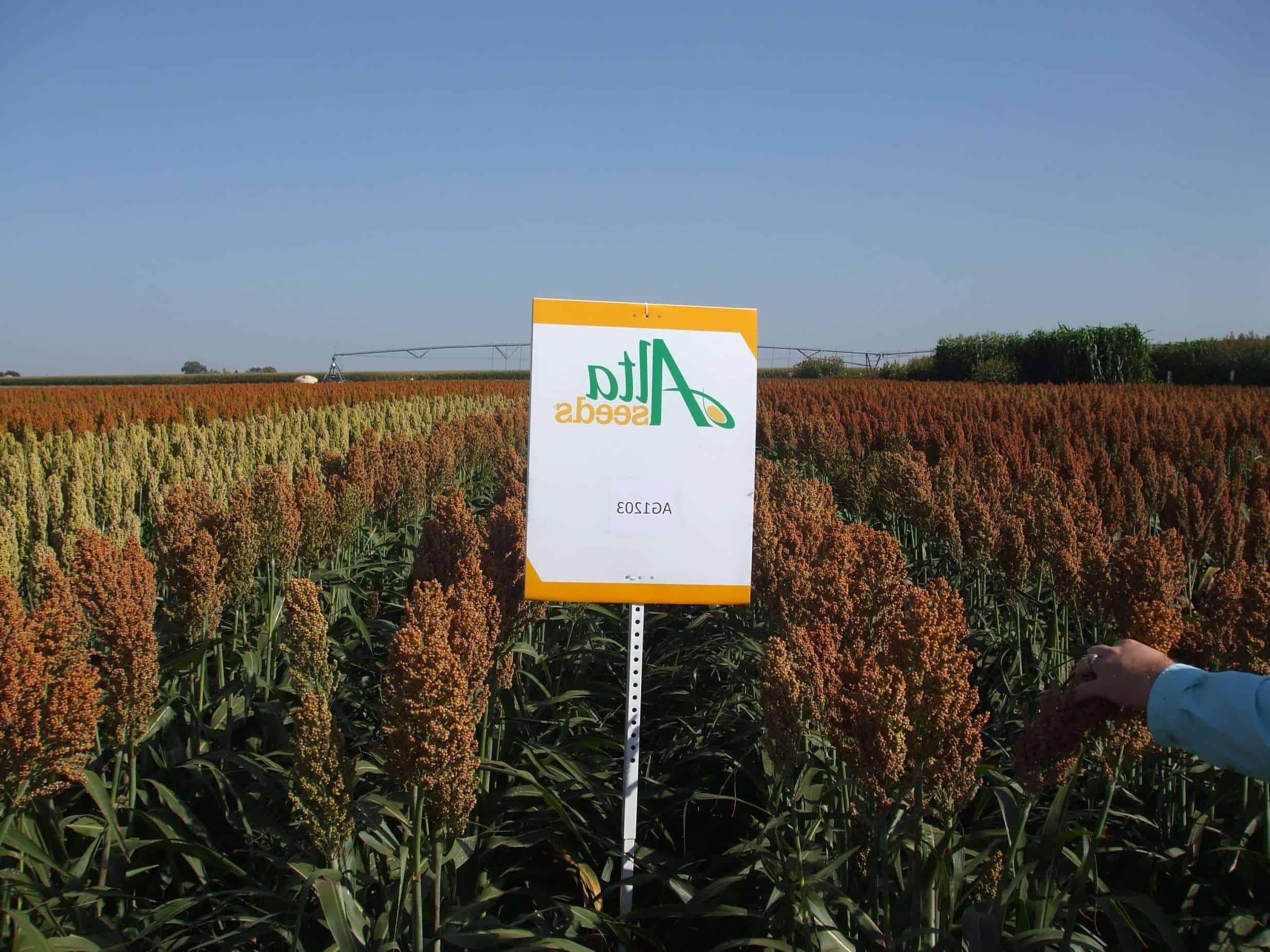 Sign next to crops